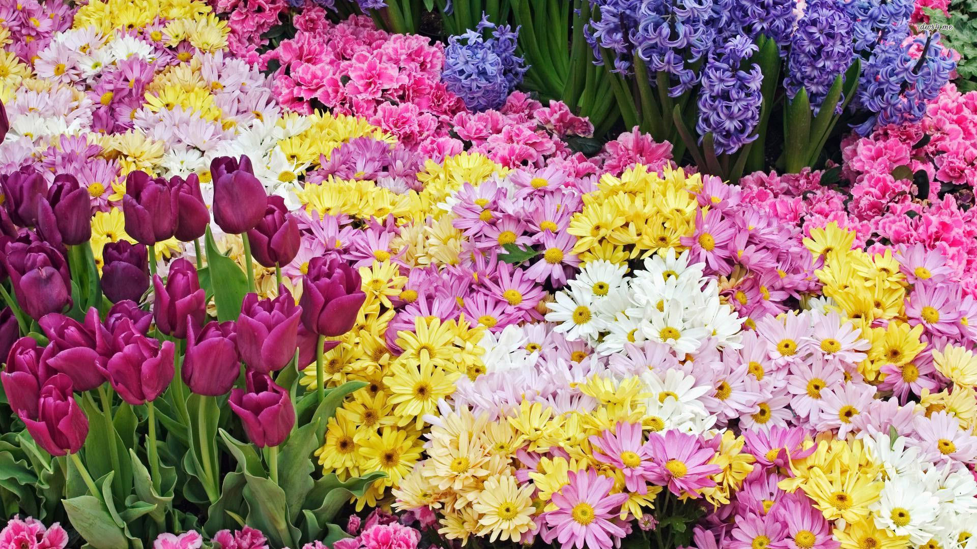 Spring Flowers - HD Wallpaper 