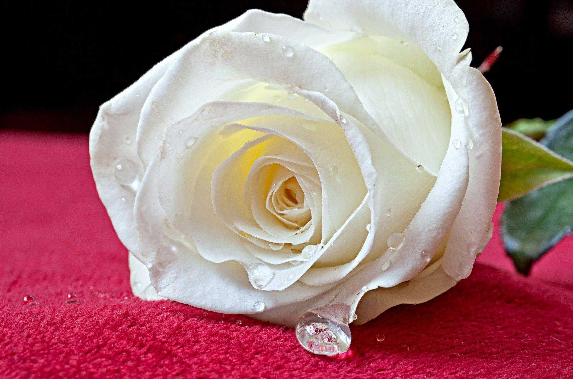 White Rose Hd Pics White Rose Hd Pics Wallpaper On - White Rose Images Free Download - HD Wallpaper 