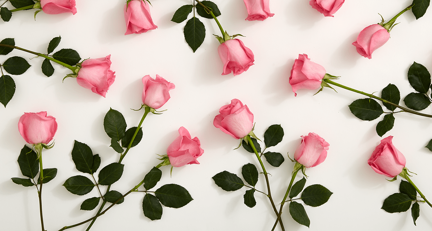 Natural Pink Rose - Hd Wallpaper Pink Rose - HD Wallpaper 