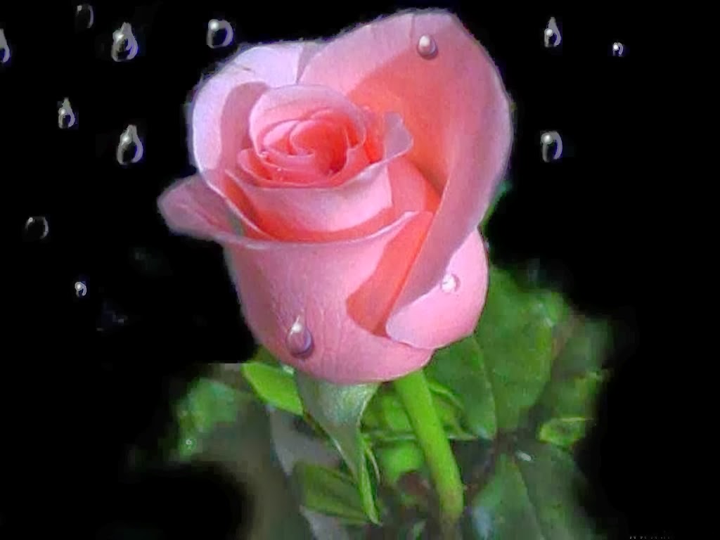 Most Beautiful Pink Love Roses Flowers Online Delivery - Pink Love Rose Flower - HD Wallpaper 