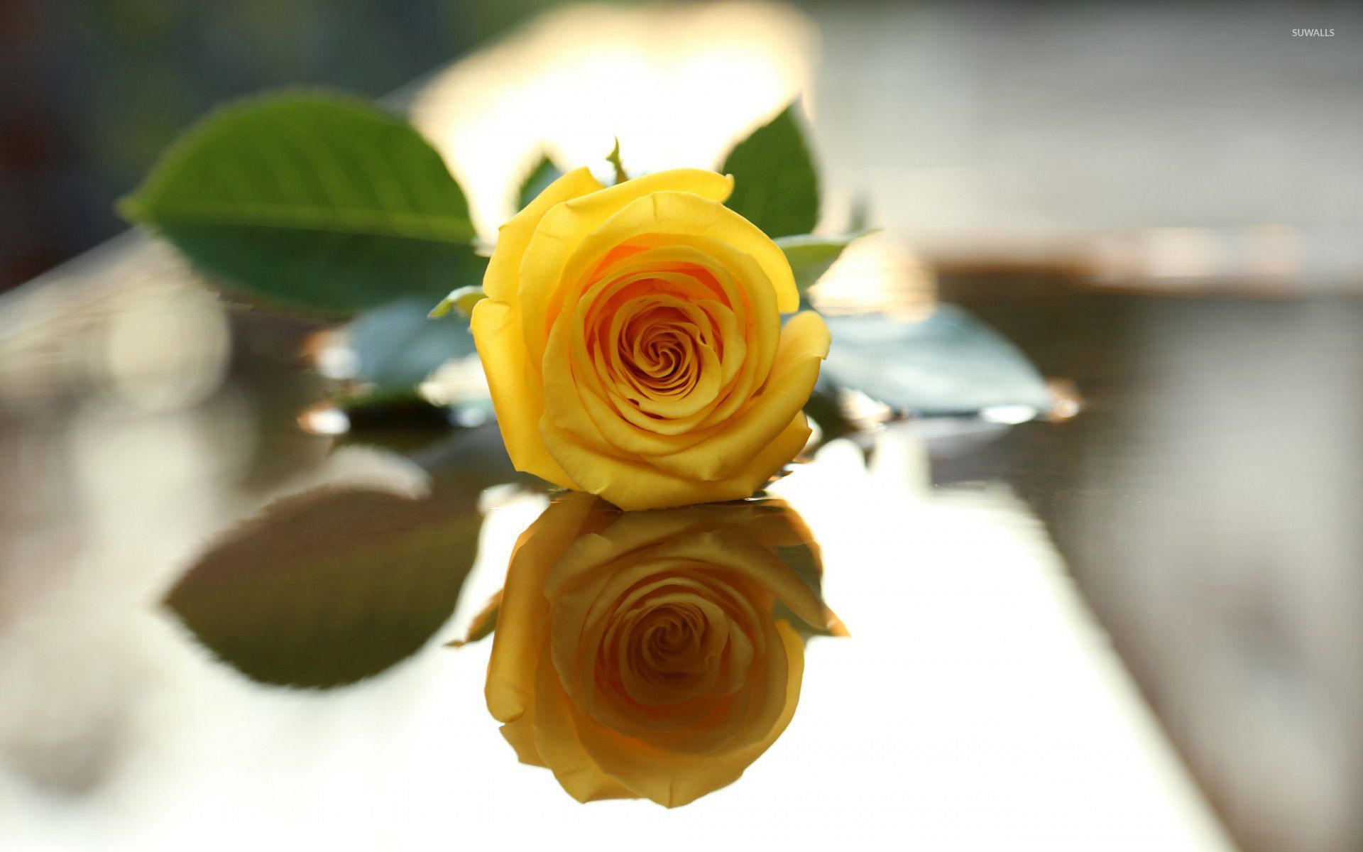 Yellow Rose Wallpaper Download - HD Wallpaper 