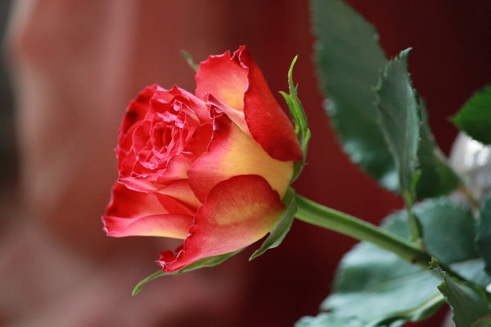 Rose, Roses, Flowers, Flower, Red, Plant, Blossom - Güzel Berat Kandili Mesajları - HD Wallpaper 