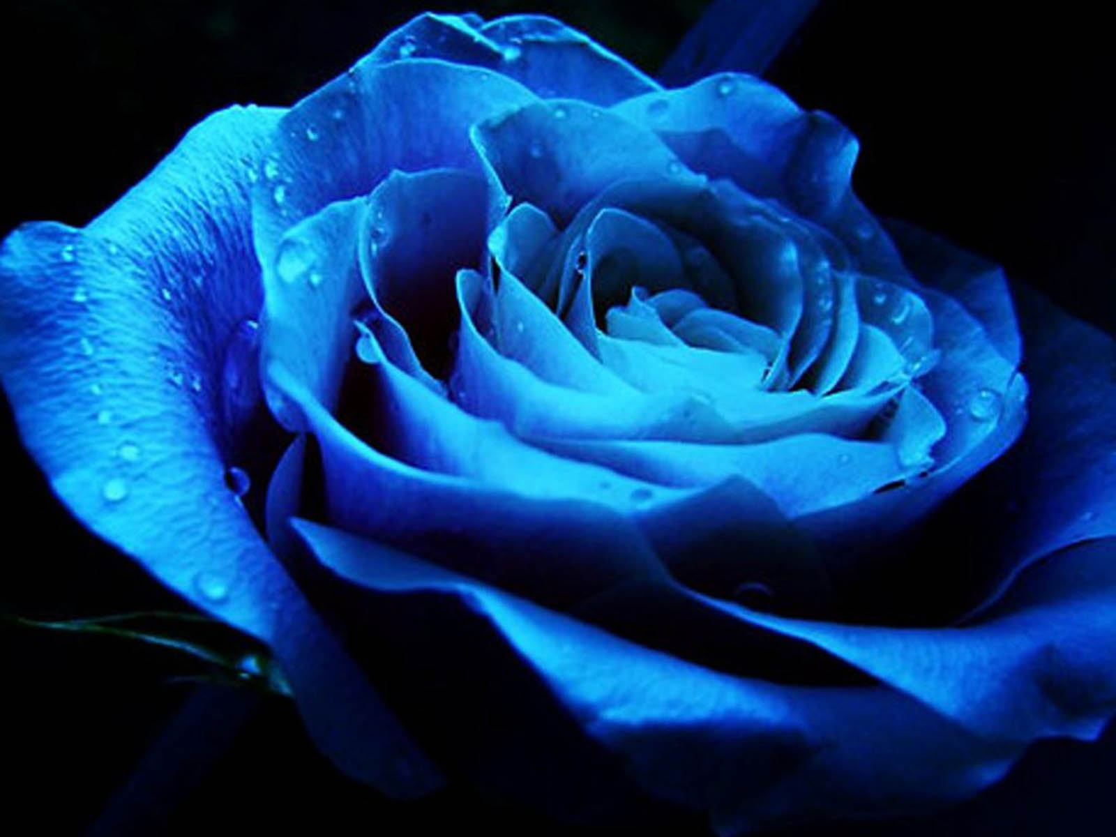 Dark Blue Roses Wallpaper Mobile - HD Wallpaper 