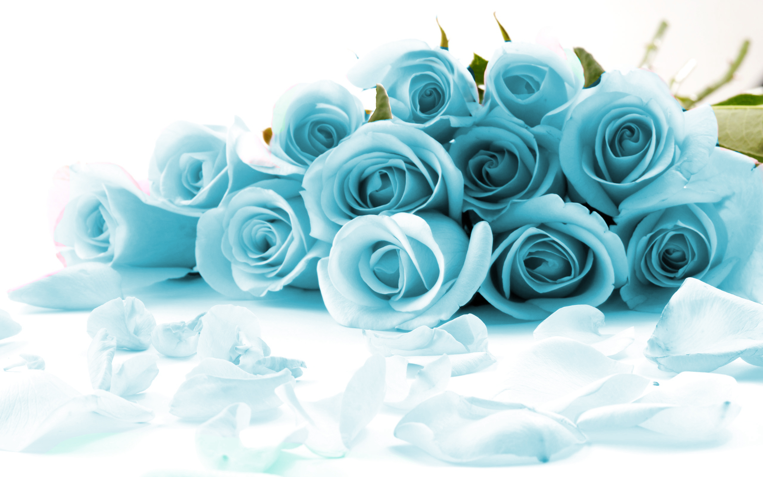Light Blue Rose Background - HD Wallpaper 