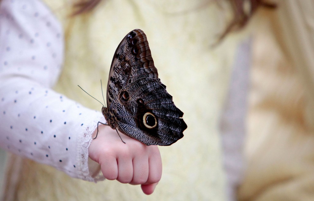 Beautiful Butterfly On Hands - HD Wallpaper 