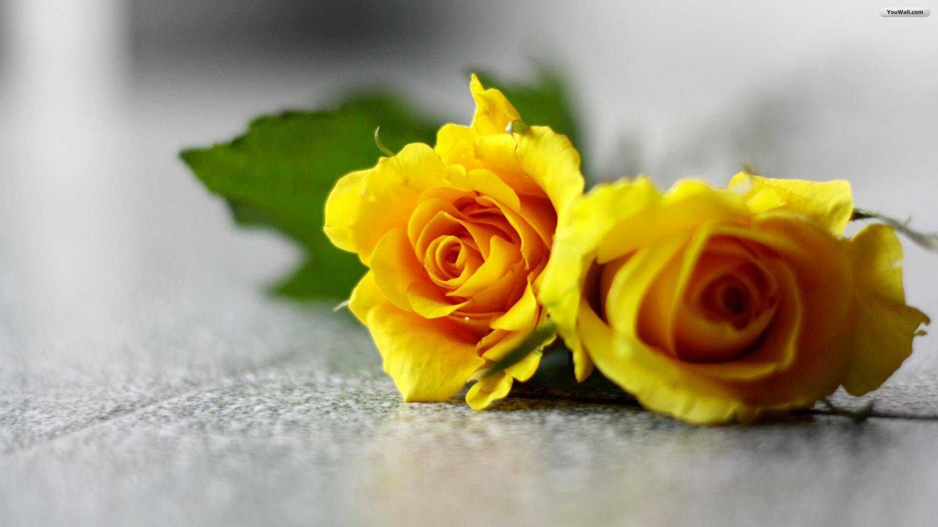 1920x1080, Wallpaper Of Yellow Roses Top Quality Cool - Yellow Roses Wallpaper Hd - HD Wallpaper 