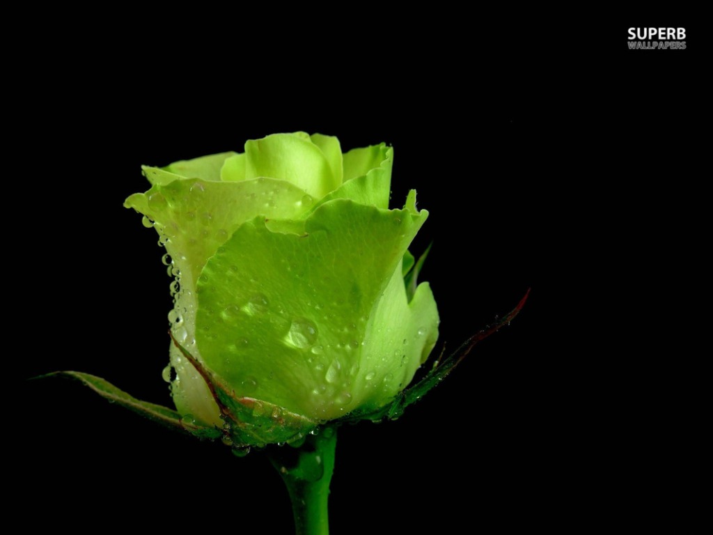 Beautiful Green Rose Wallpaper - Beautiful Green Rose - HD Wallpaper 