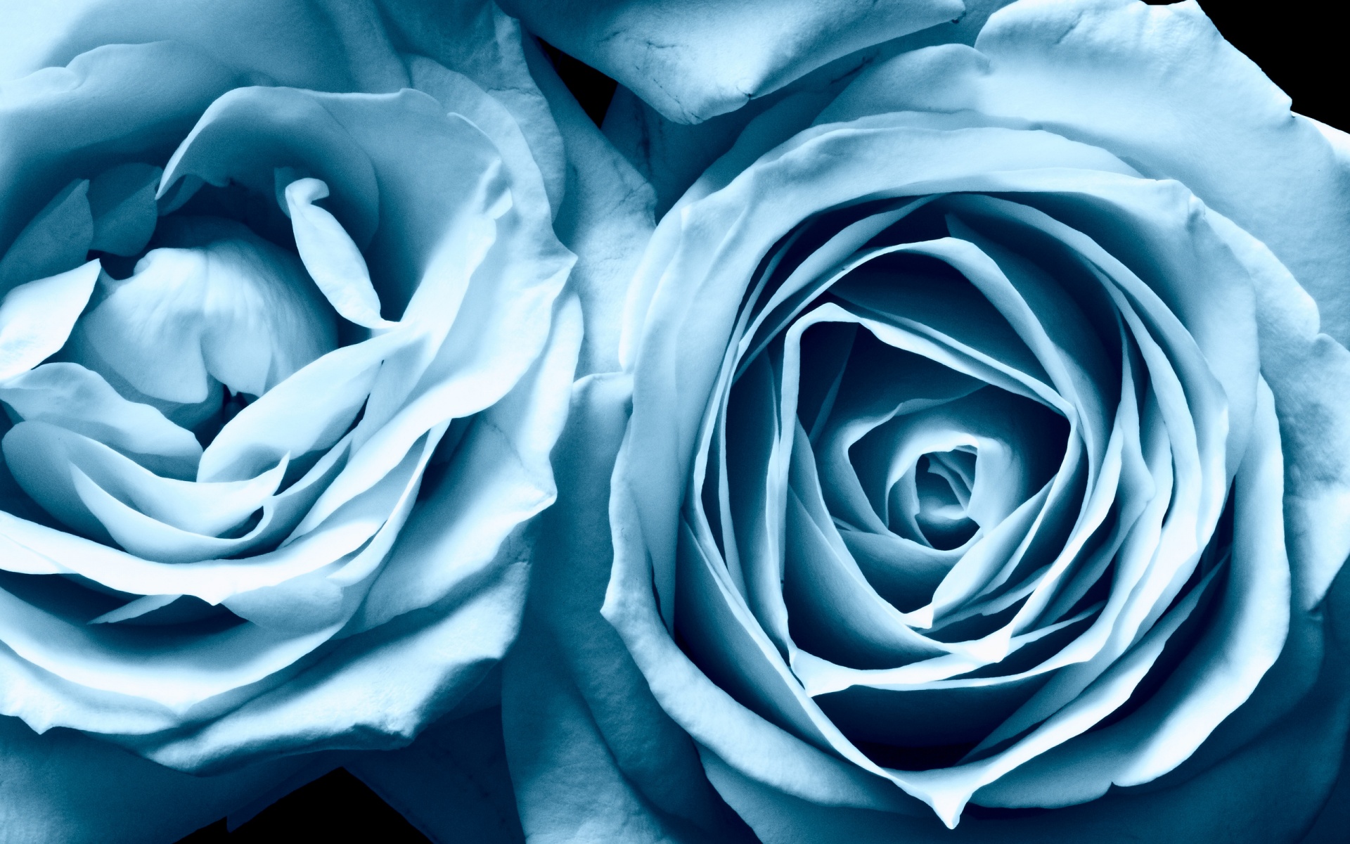 Blue Roses Widescreen - Light Blue Rose - HD Wallpaper 