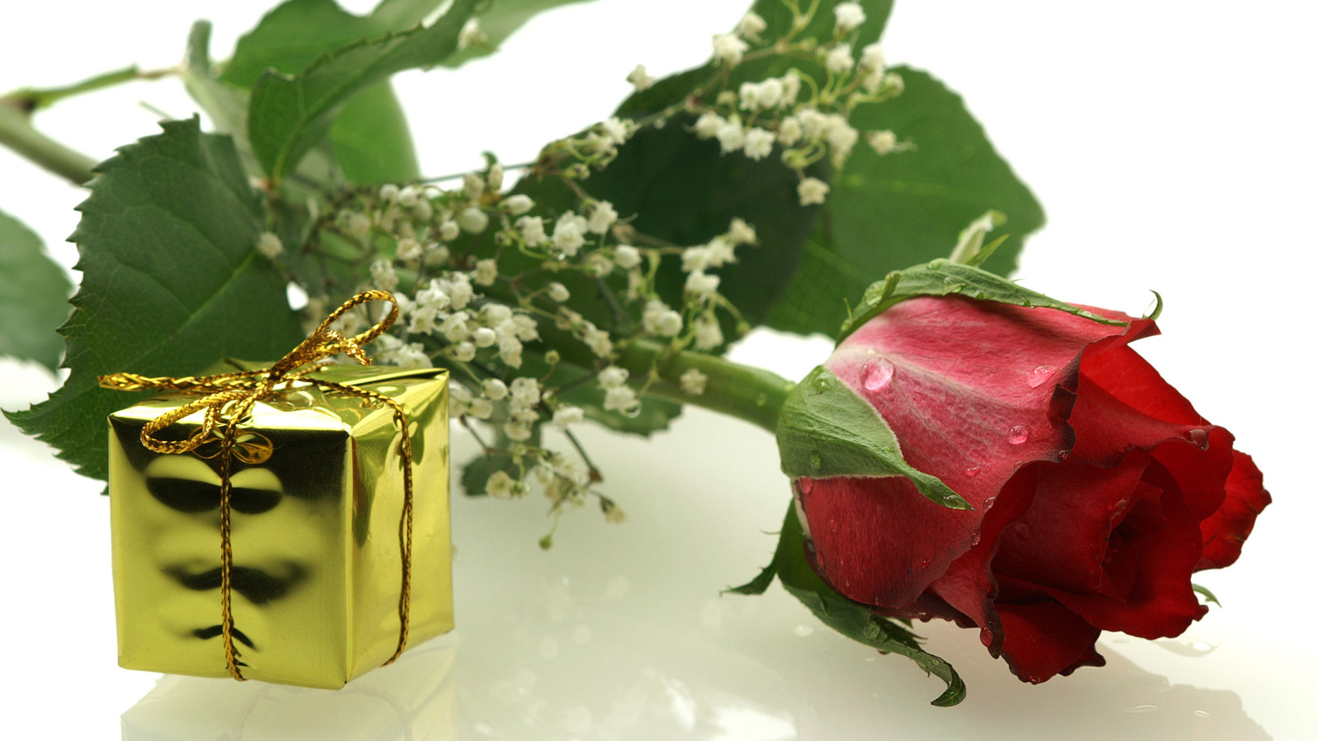 Red Rose Wallpaper Free Download - HD Wallpaper 