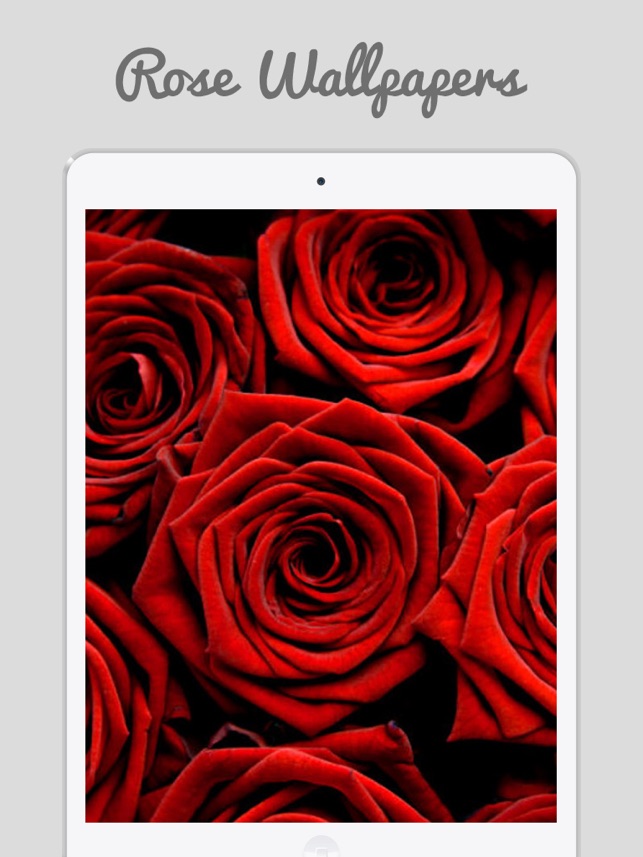Red Roses - HD Wallpaper 