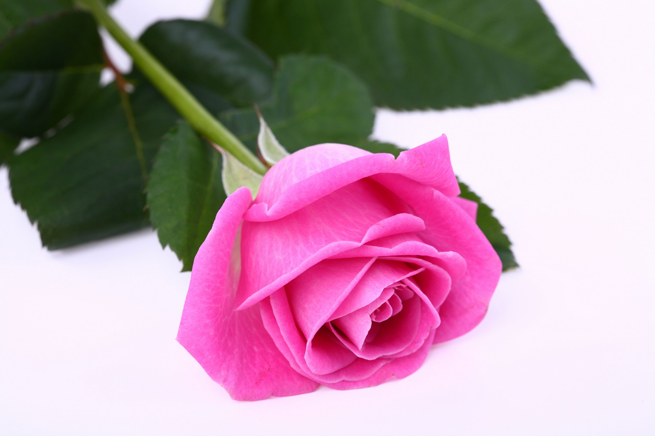 Pink Rose Wallpapers Hd - Beautiful Rose Photo Download - HD Wallpaper 