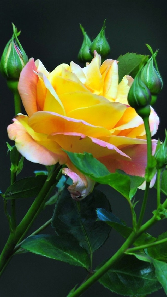 Iphone Wallpaper Yellow Rose - Natural Yellow Rose Flowers - HD Wallpaper 