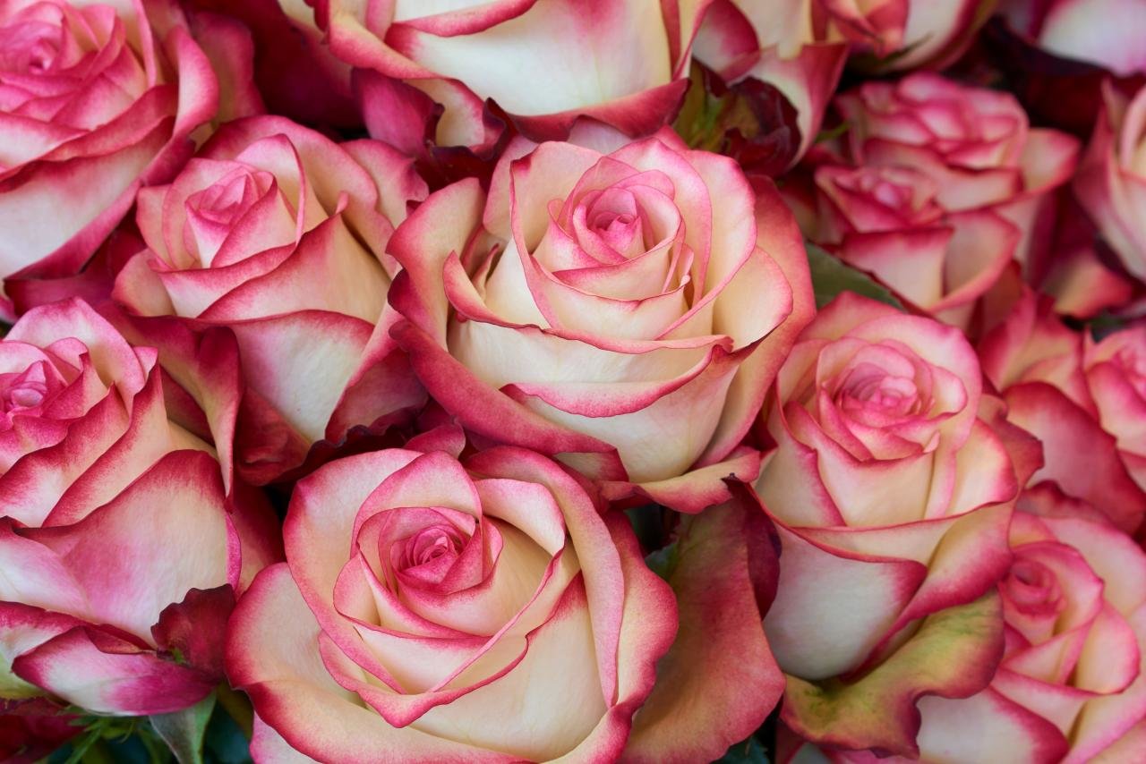 Free Download Rose Wallpaper Id - Bouquet Of Roses Close Up - HD Wallpaper 
