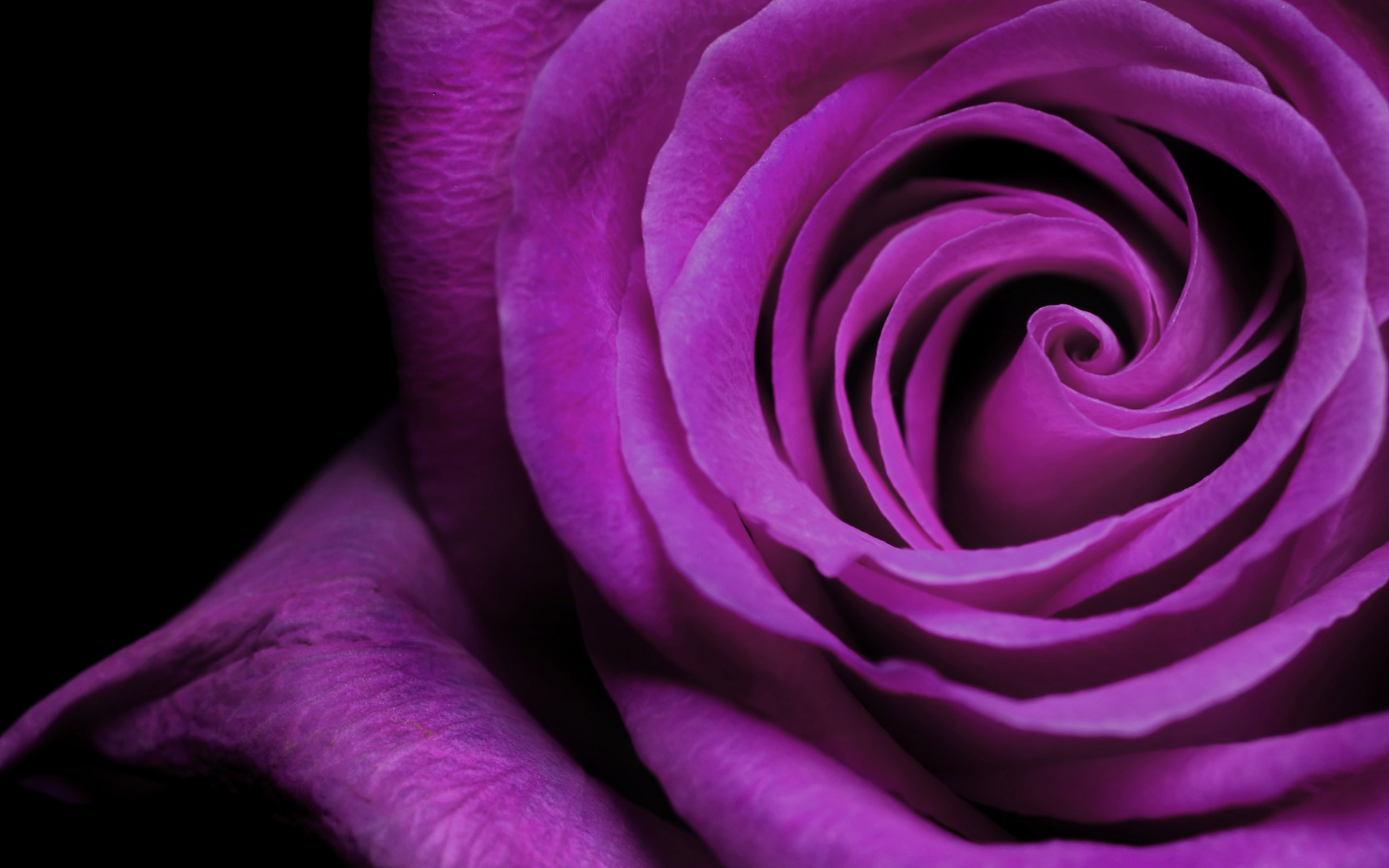 Purple Rose Flower - Beautiful Purple Roses - HD Wallpaper 