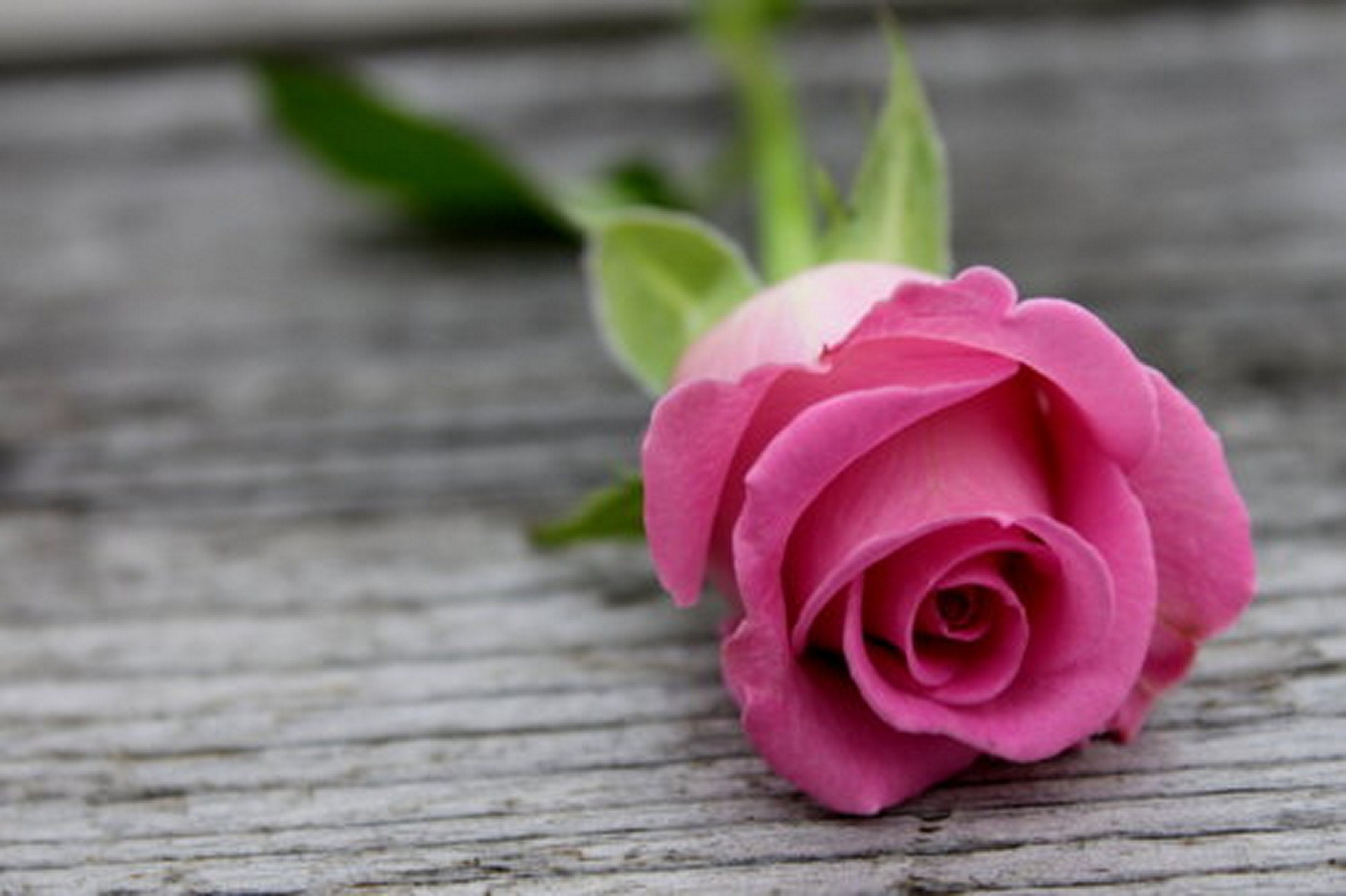 Habrumalas Pink Rose Images - Light Pink Rose Images Hd - HD Wallpaper 