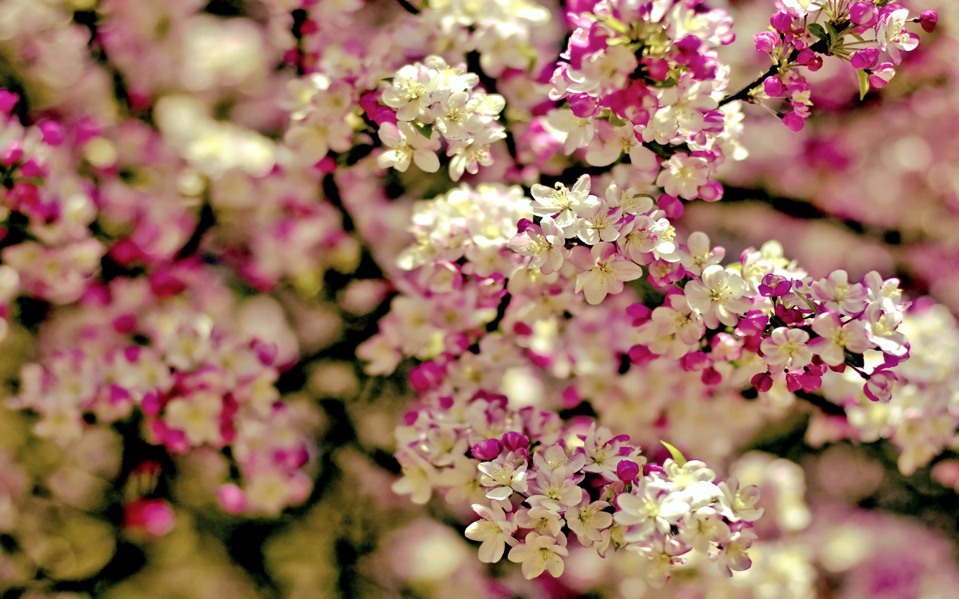 Spring Flowers Wallpaper Hd 1920x1200 Wallpaper Teahub Io