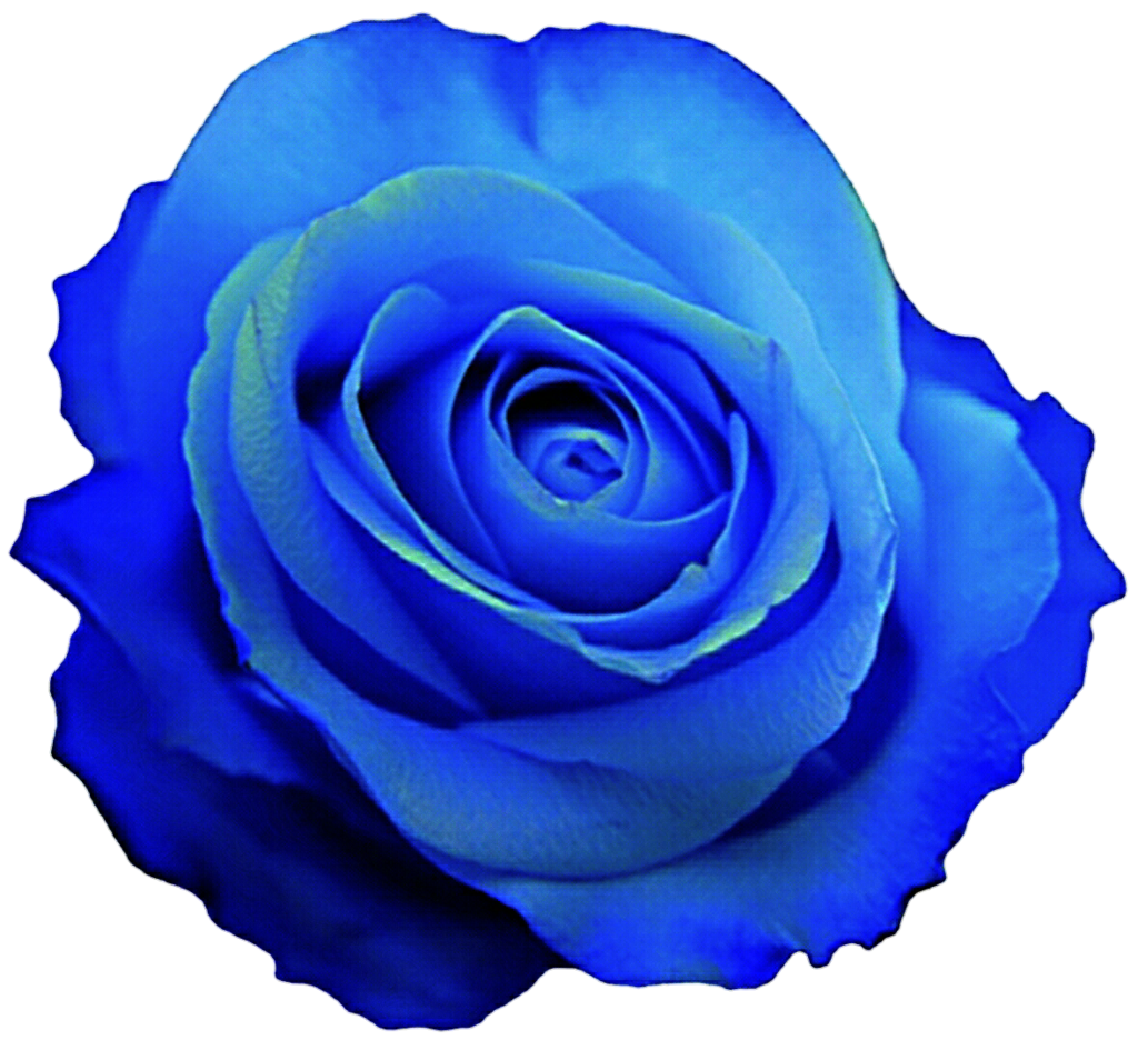 Blue Rose Desktop Wallpaper Clip Art - Blue Rose Clip Art - HD Wallpaper 