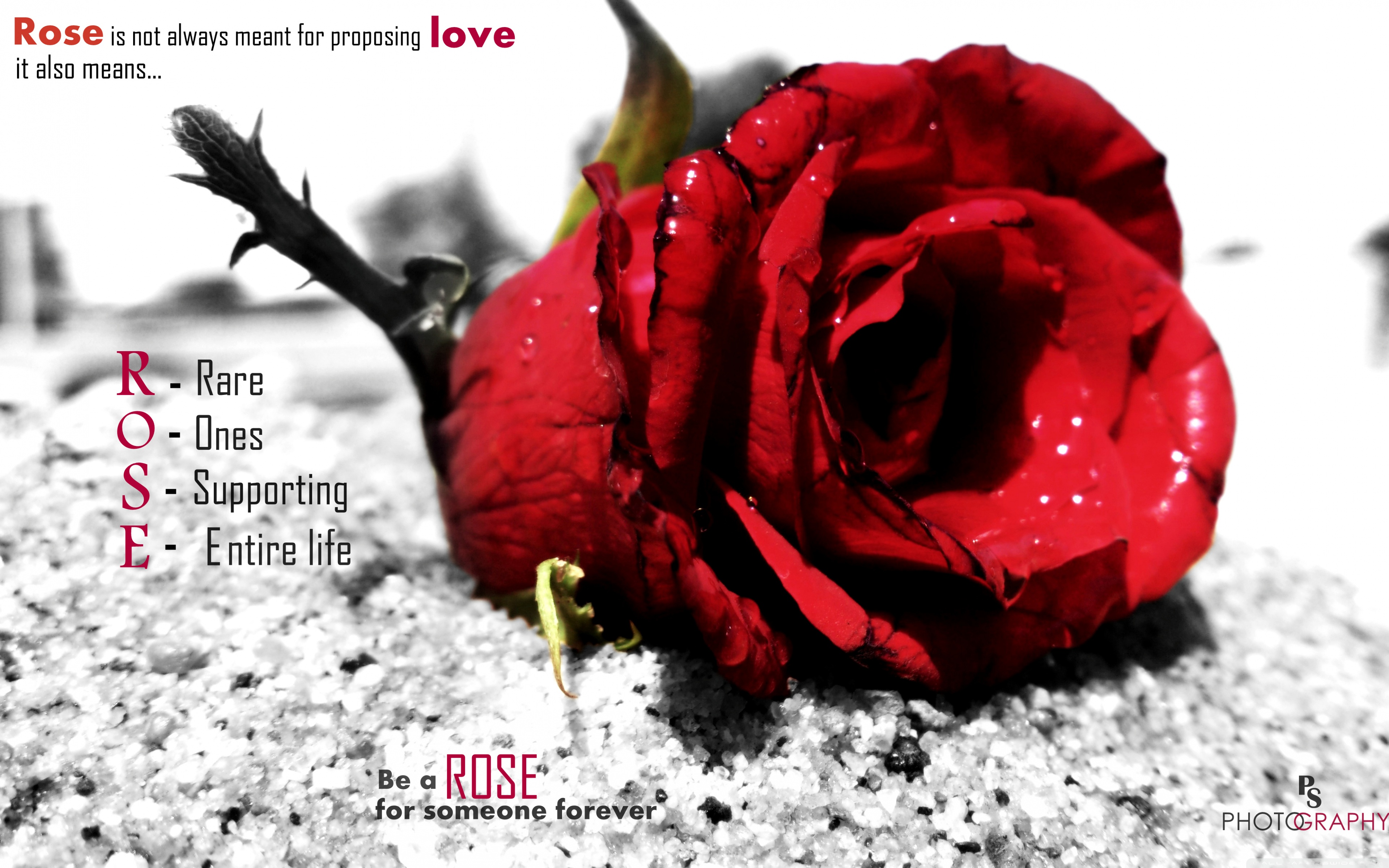 Love Rose Wallpapers Widescreen - HD Wallpaper 