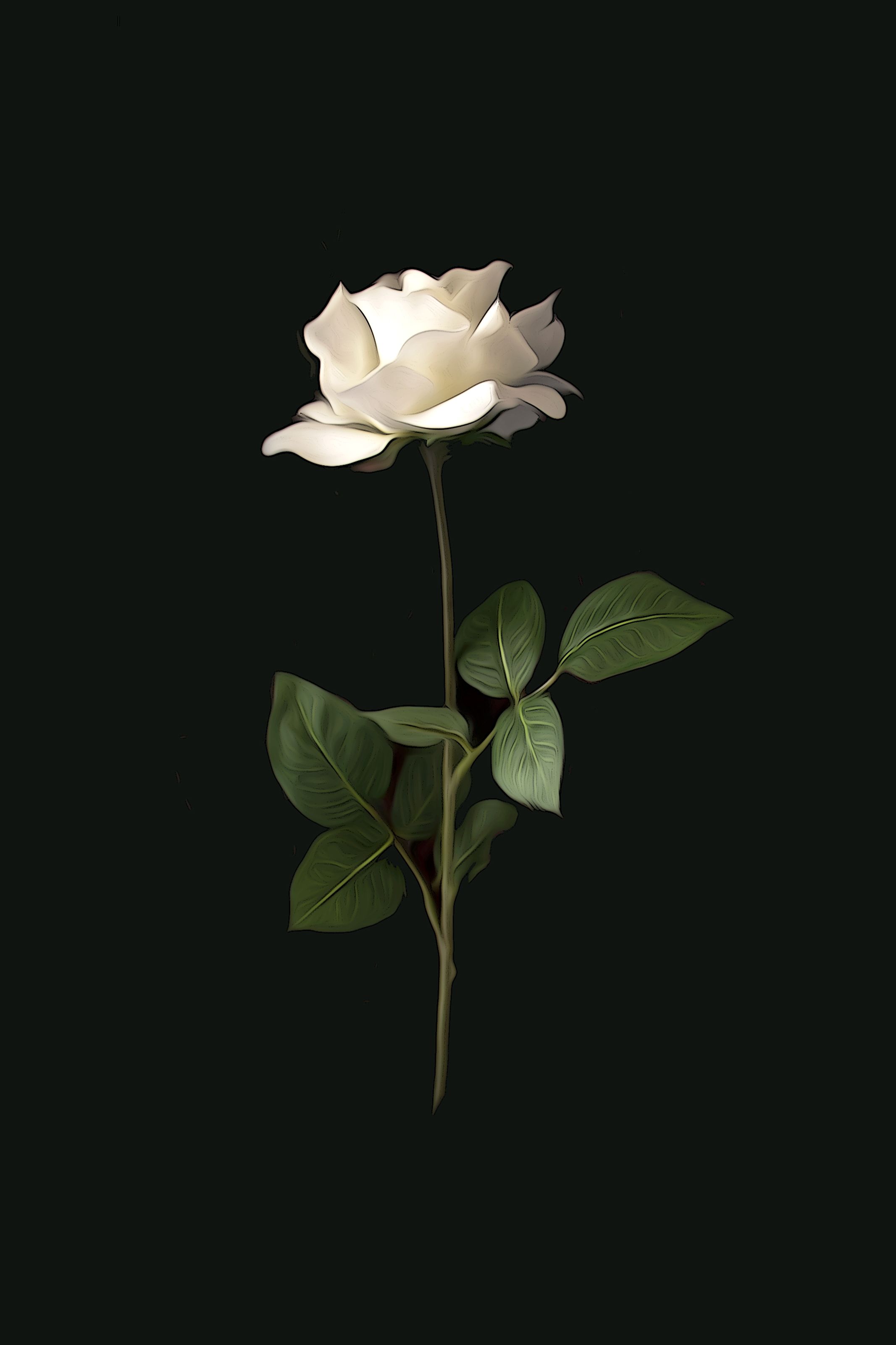 Aesthetic Wallpaper White Rose - HD Wallpaper 