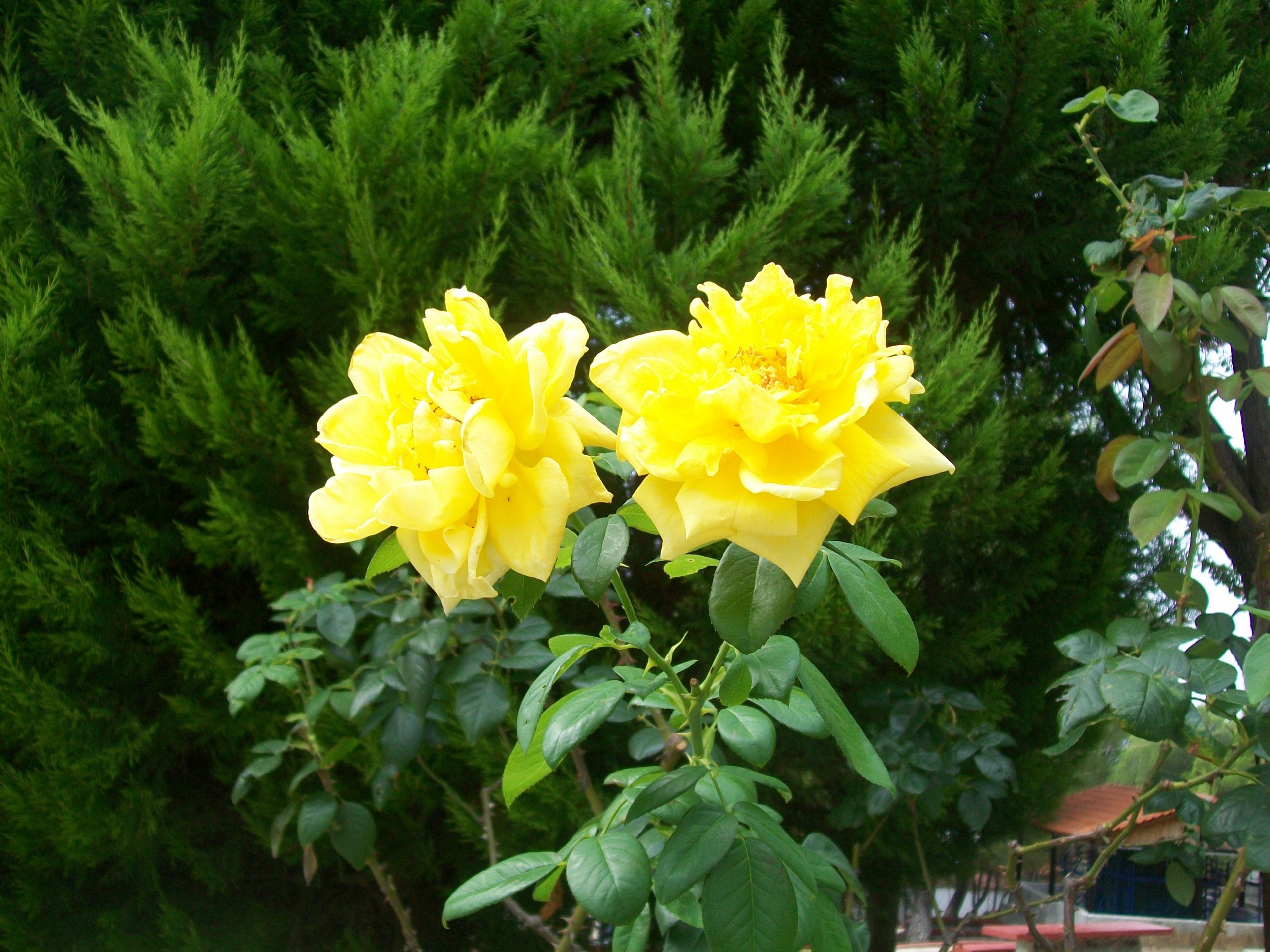 Yellow Roses - HD Wallpaper 