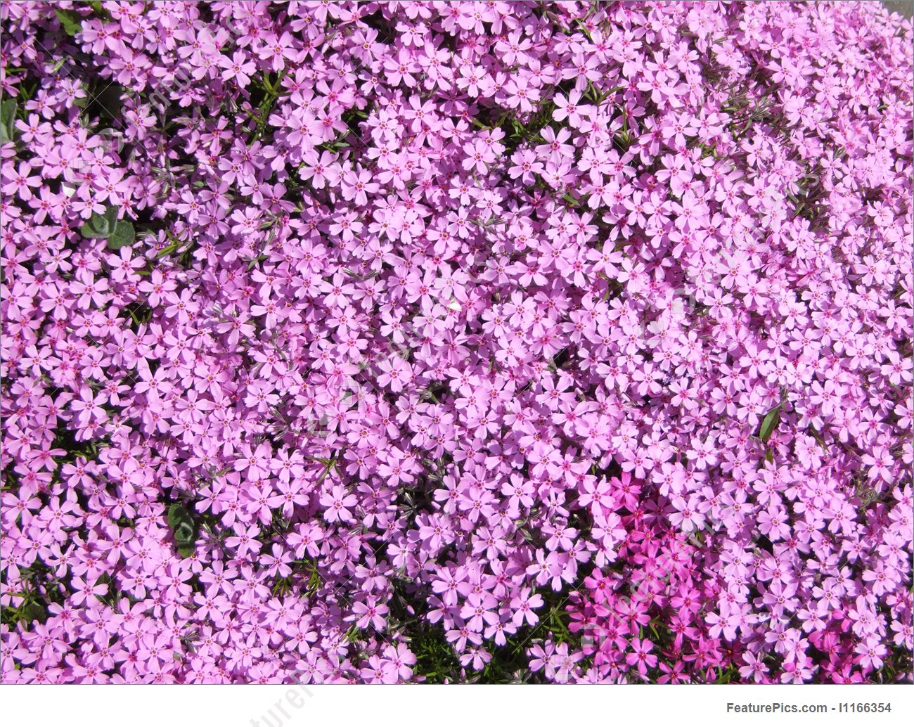 Thousands Of Small Flowers - Small Pink Purple Flowers - HD Wallpaper 