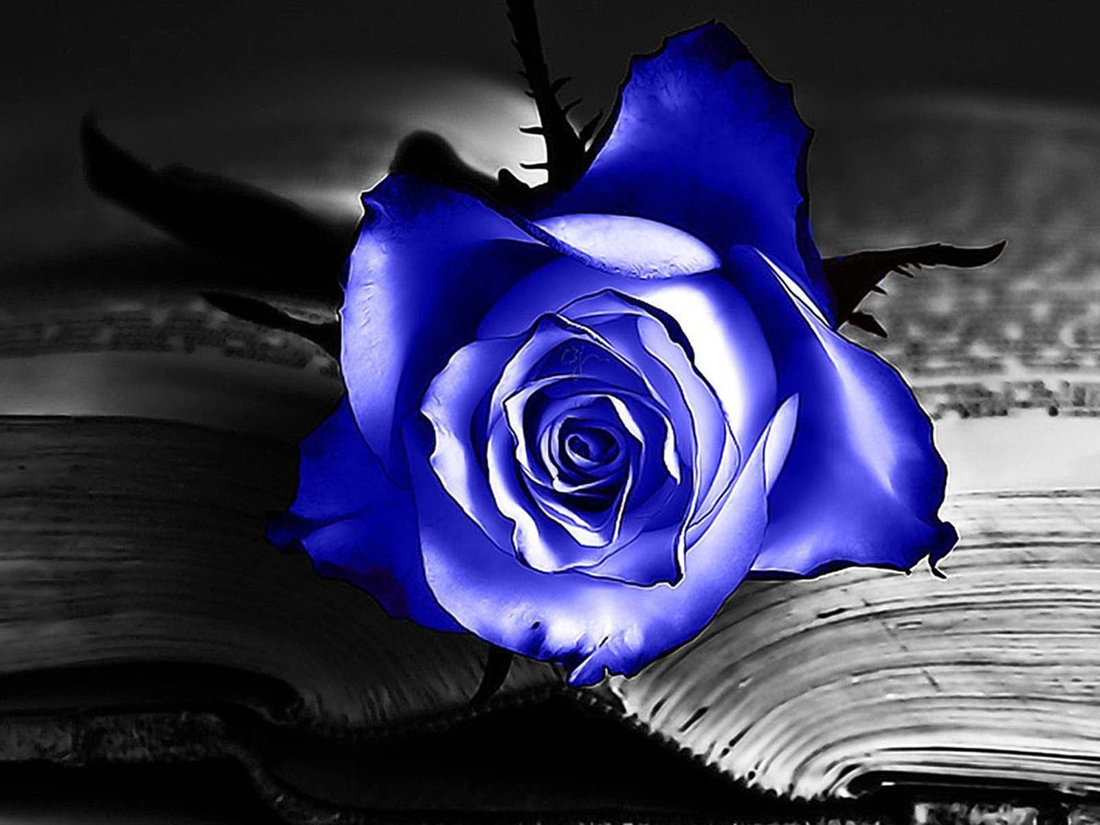 Blue Rose High Definition Wallpaper - Romantic Beautiful Blue Rose - HD Wallpaper 