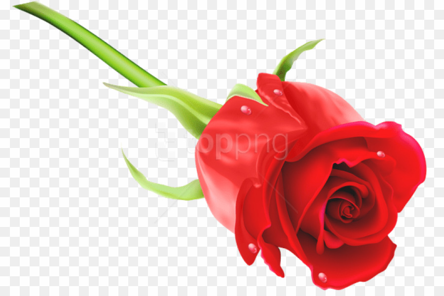 Full Hd Png Images Download Rose Desktop Wallpaper - Rose Png Full Hd - HD Wallpaper 