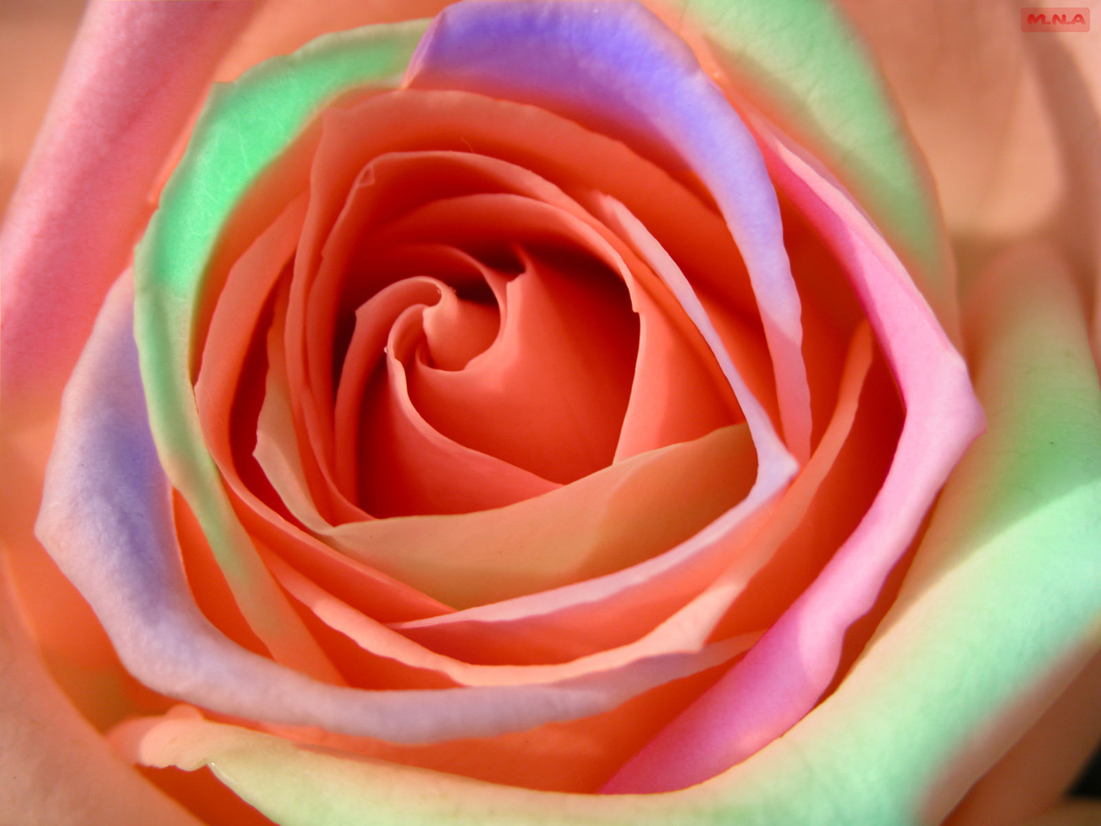 Rose Flower Wallpaper Download - 1080p Rose Image Hd - 1600x1200 Wallpaper  