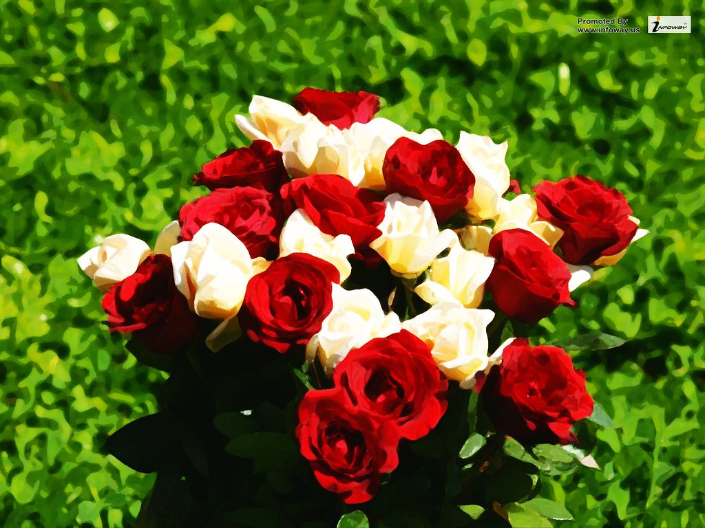 White Rose And Red Rose Combination - HD Wallpaper 