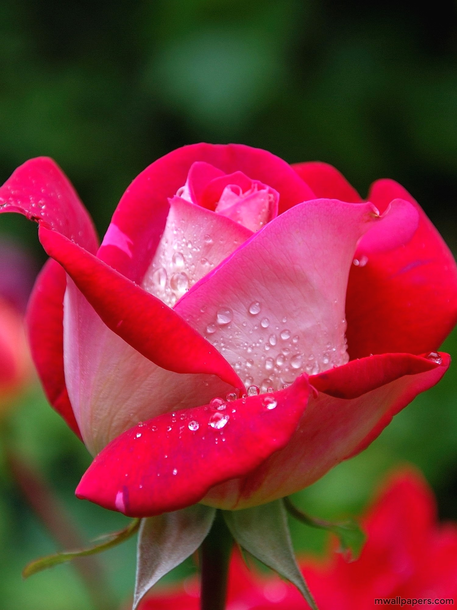 Red Rose Hd Images And Wallpapers (4344) - Love Pink Rose Hd - HD Wallpaper 