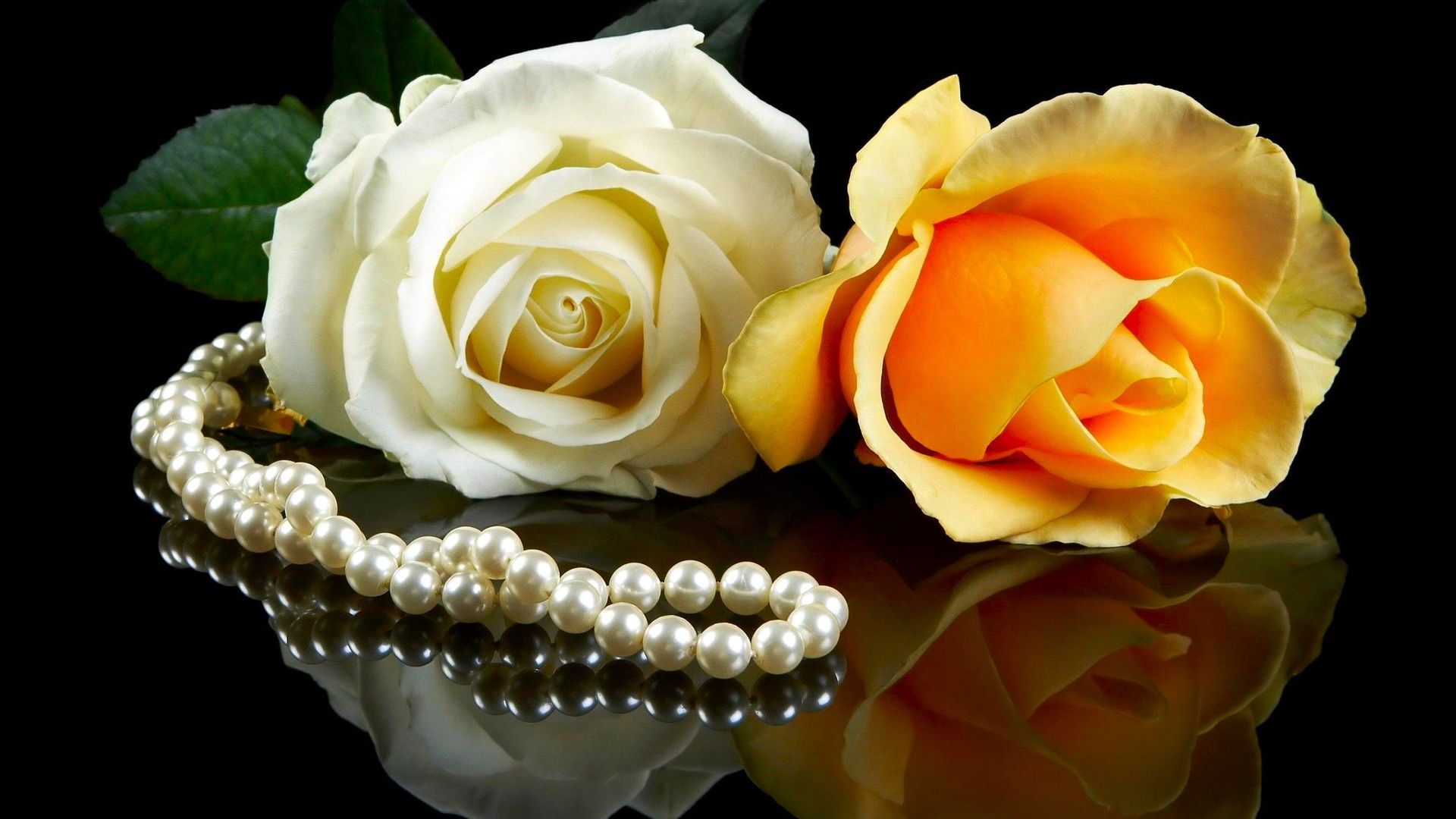 White And Yellow Rose Wallpaper - Pearls On Black Background With Rose - HD Wallpaper 