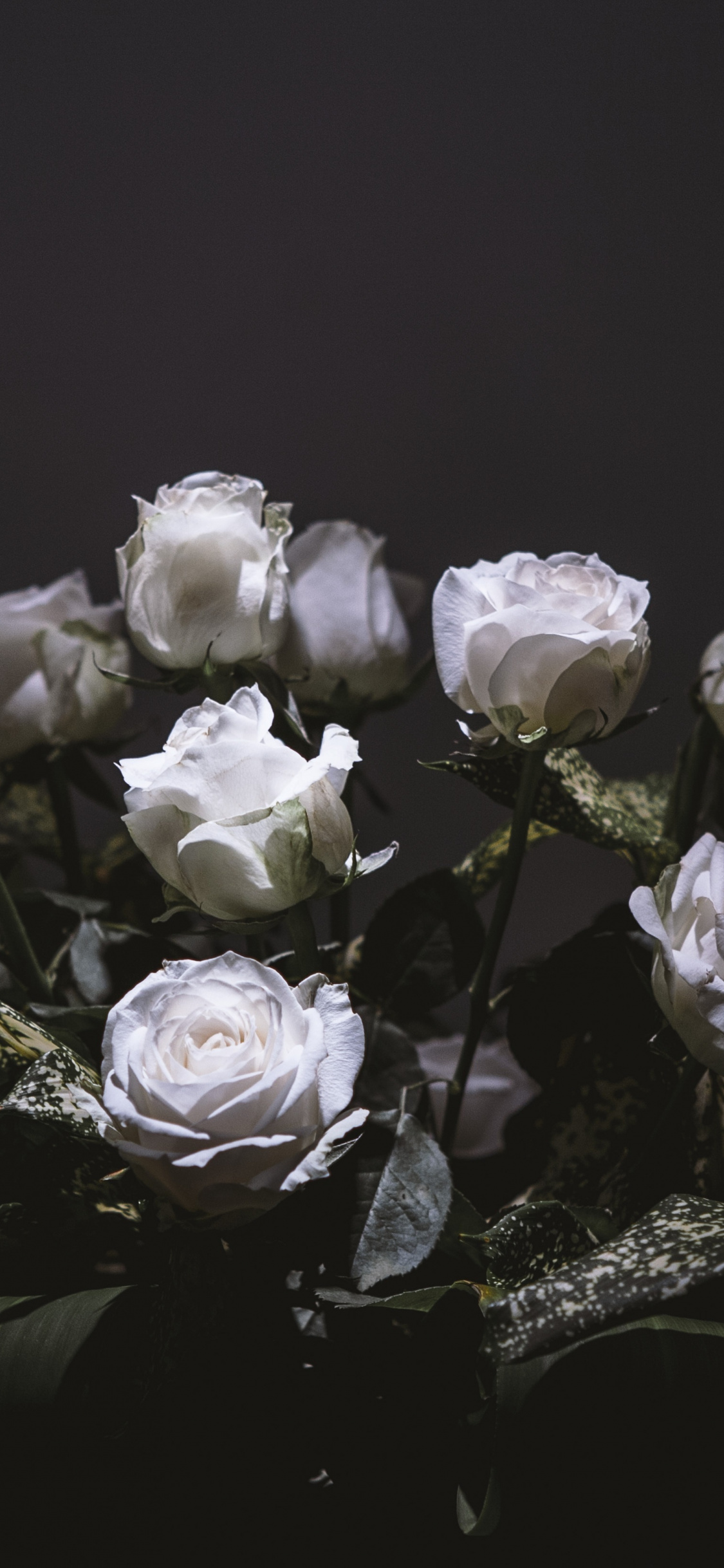 White Roses, Bouquet, Portrait, Wallpaper - White Roses Wallpaper Iphone -  1125x2436 Wallpaper 