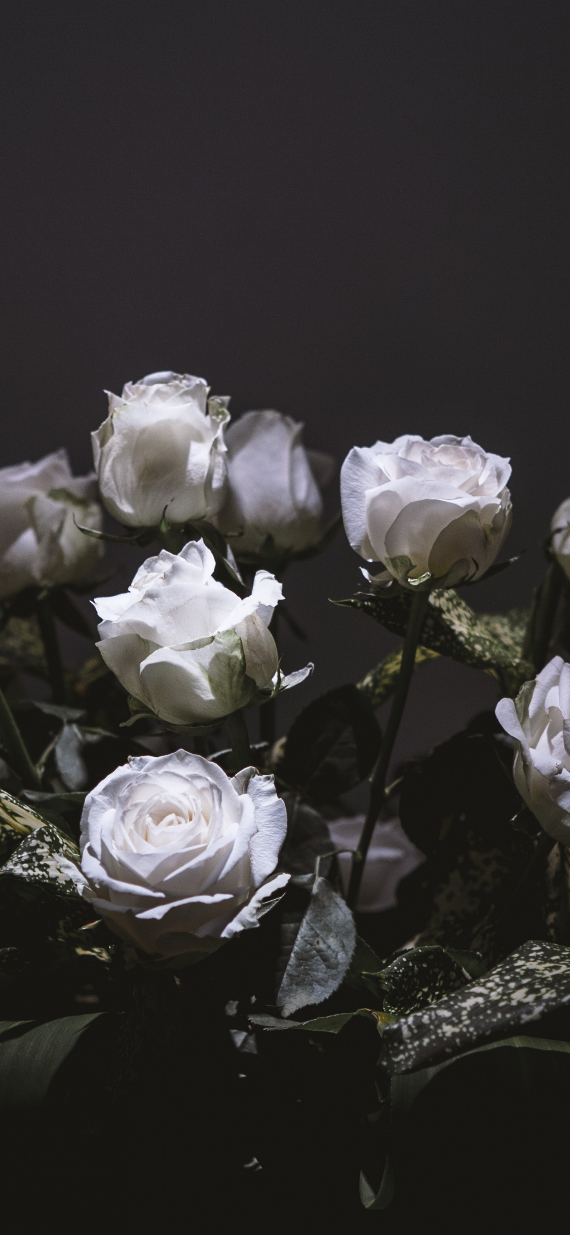 White Roses, Bouquet, Portrait, Wallpaper - White Roses Wallpaper Iphone - HD Wallpaper 