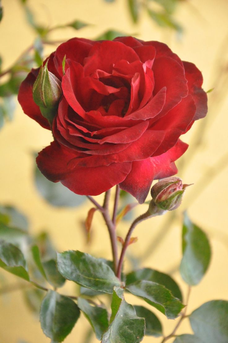 Most Beautiful Red Rose Flowers In The World - Beautiful Rose Flowers In The World - HD Wallpaper 