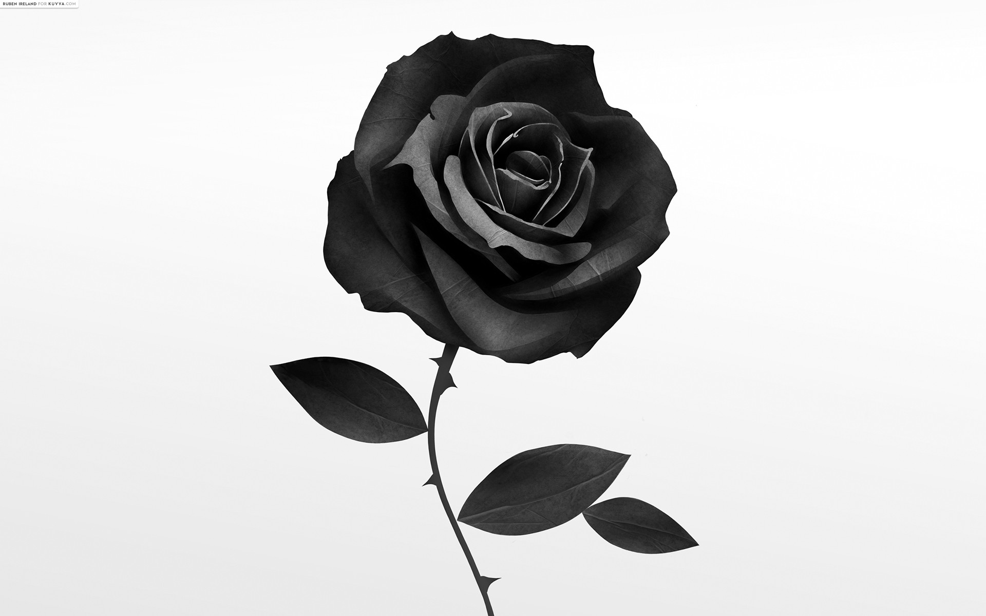 Black Rose Wallpapers Desktop For Free Wallpaper - Black Rose White Background - HD Wallpaper 