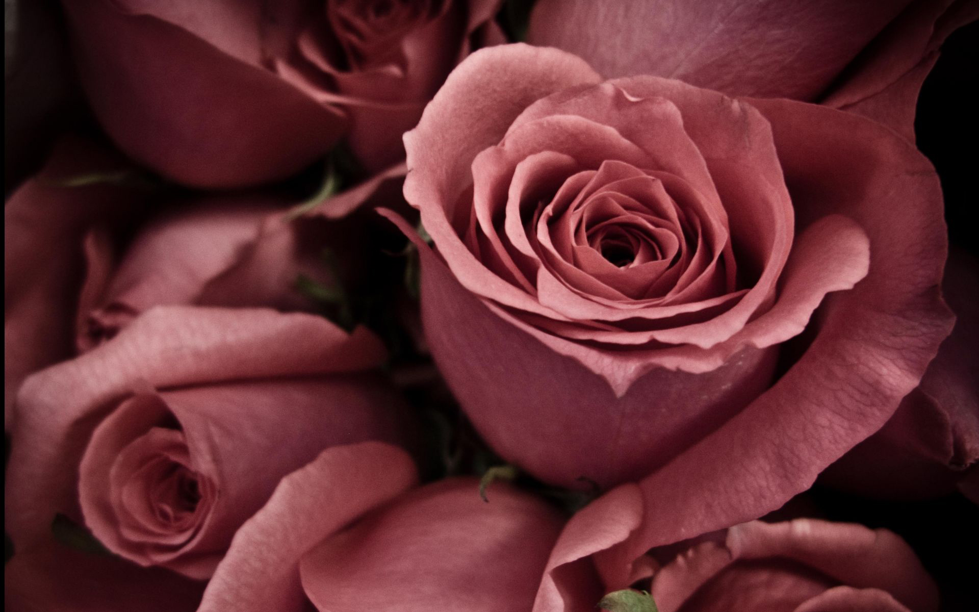 Preview Rose Wallpaper - 1920x1200 Wallpaper Preview Rose Wallpaper - 1920x1200 Wallpaper
