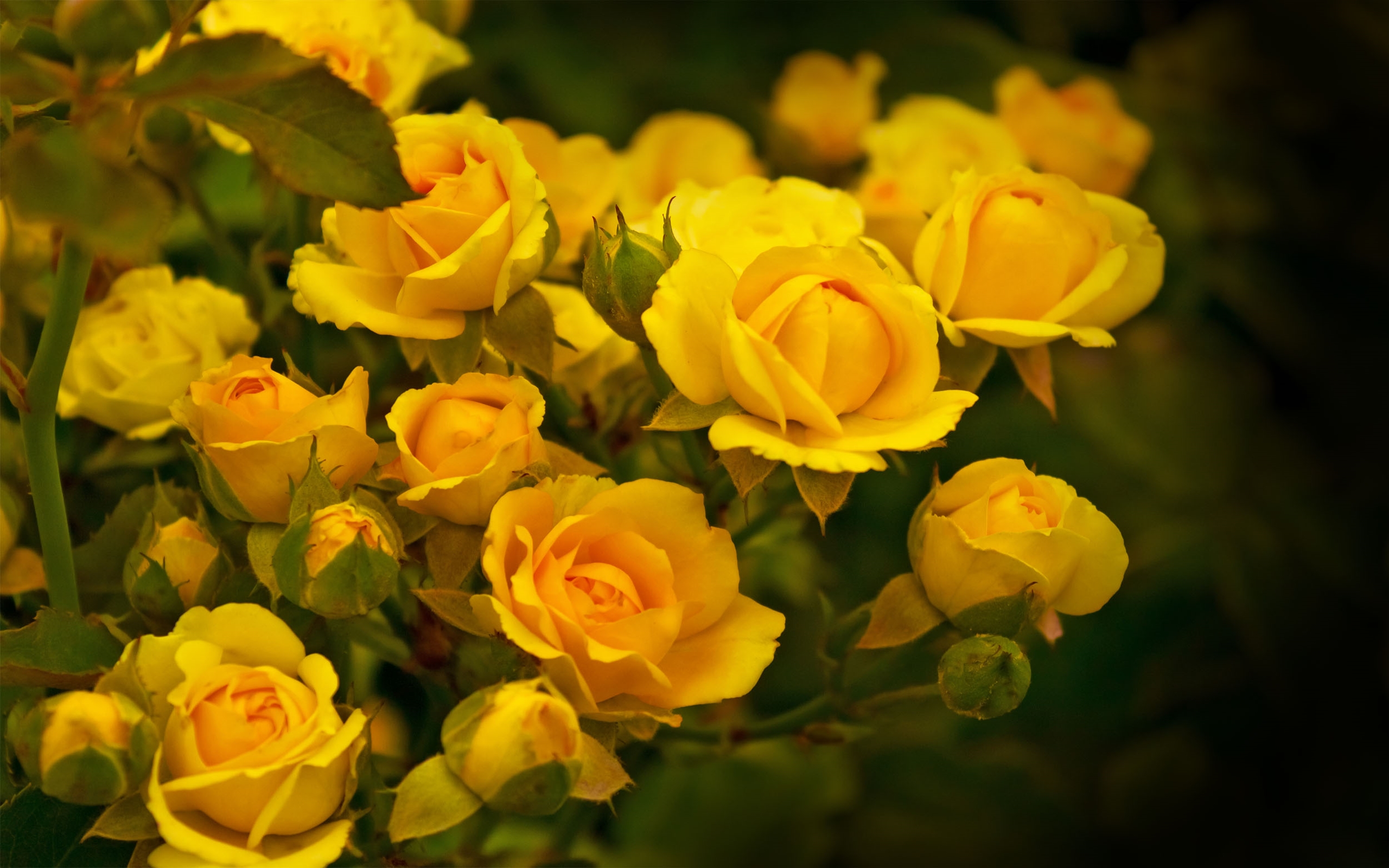 Yellow Flower Image Hd - HD Wallpaper 