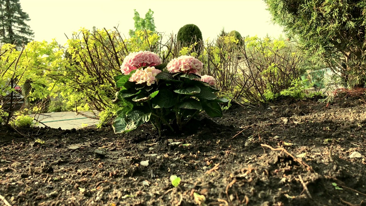 Iphone 6s 3d Touch Life Wallpapers So Beautiful - Peony - HD Wallpaper 