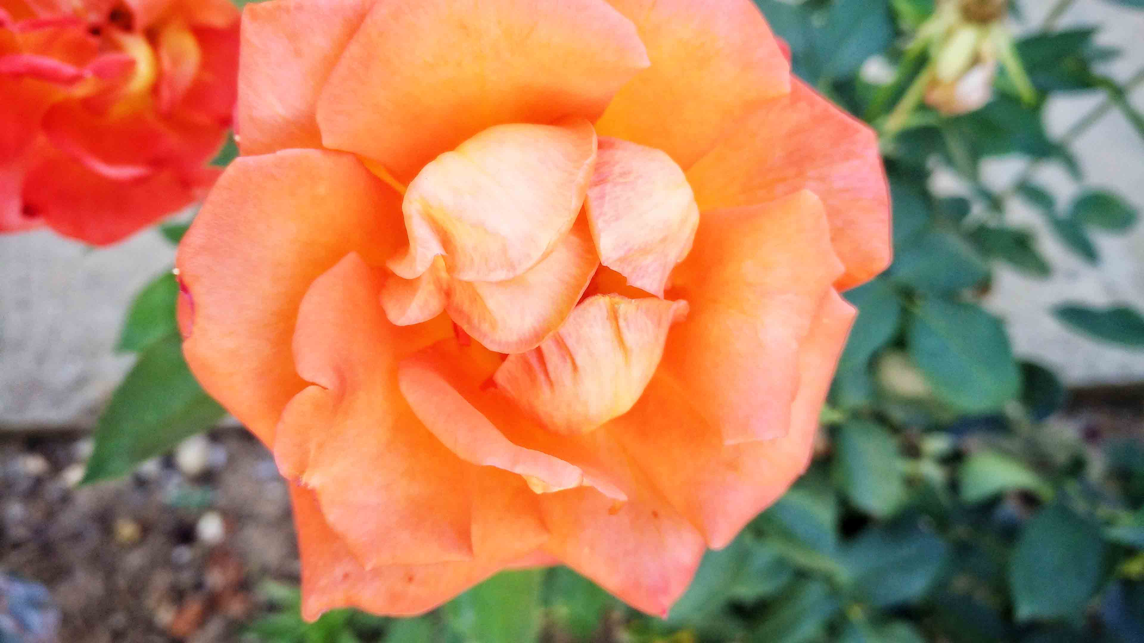 Garden Roses - HD Wallpaper 