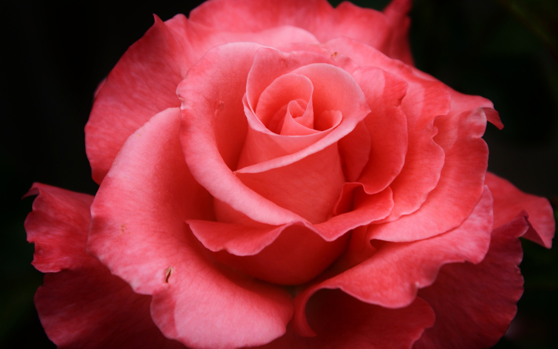 Red Rose Hd - HD Wallpaper 