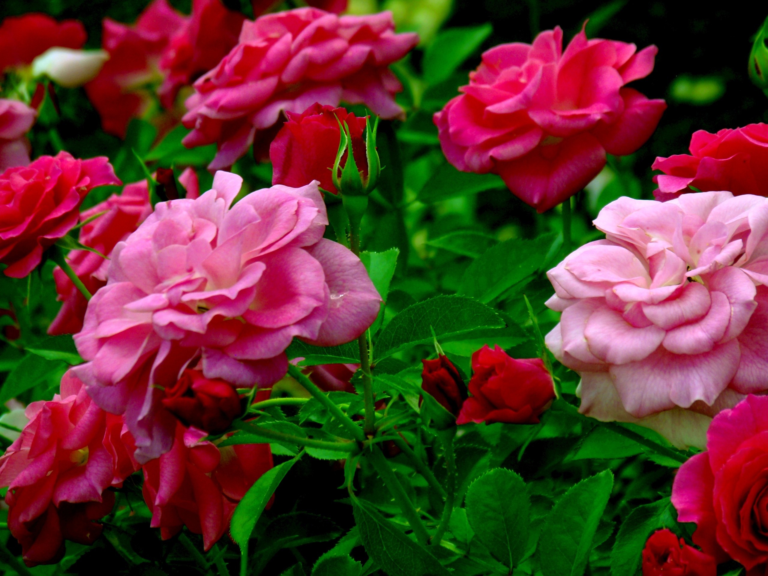 Wallpaper Flowers Nature Rose Pink 16 Widescreen Light - Dark Pink Rose Bush - HD Wallpaper 