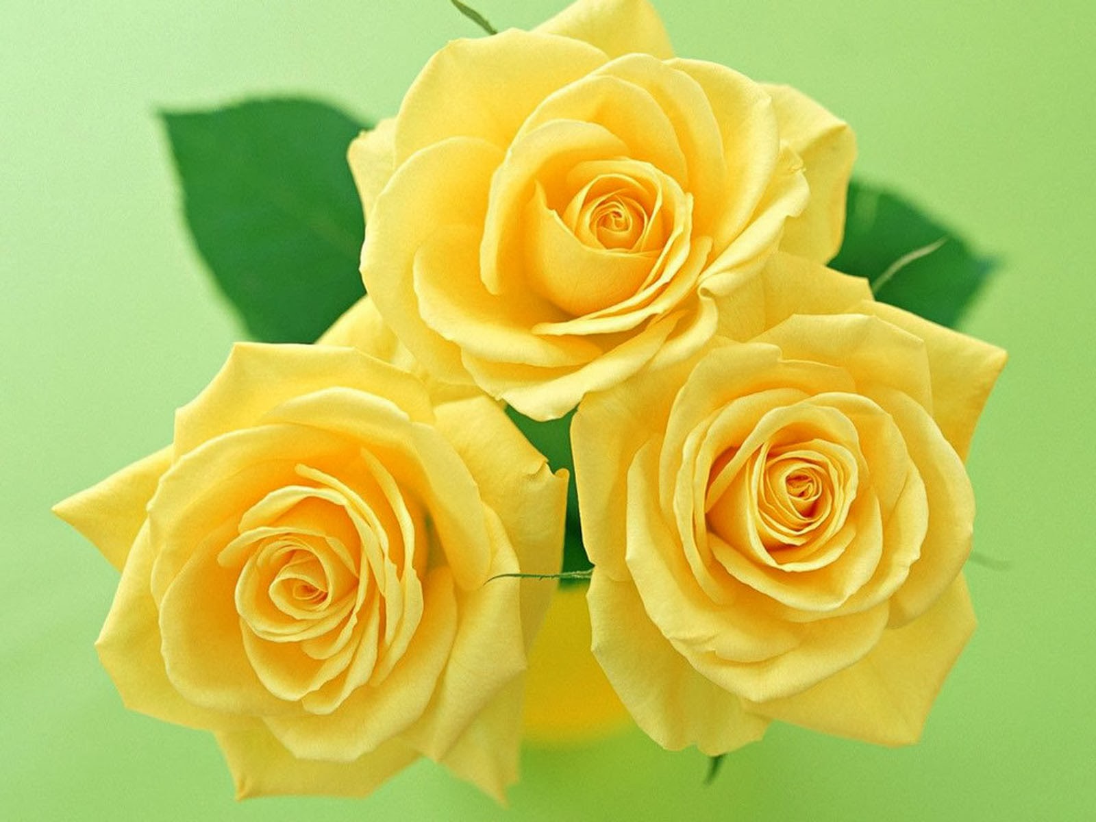 Yellow Flower - HD Wallpaper 