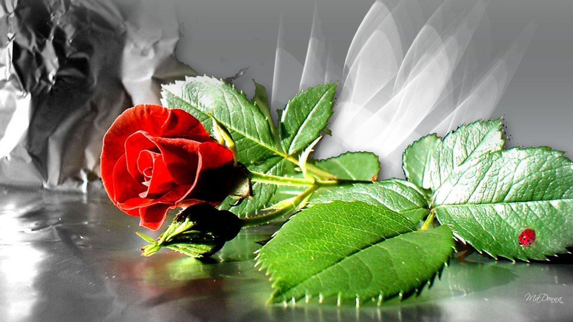 Images For > Free Wallpapers Red Rose Love Single 
 - Red Rose Wallpaper Free Download - HD Wallpaper 