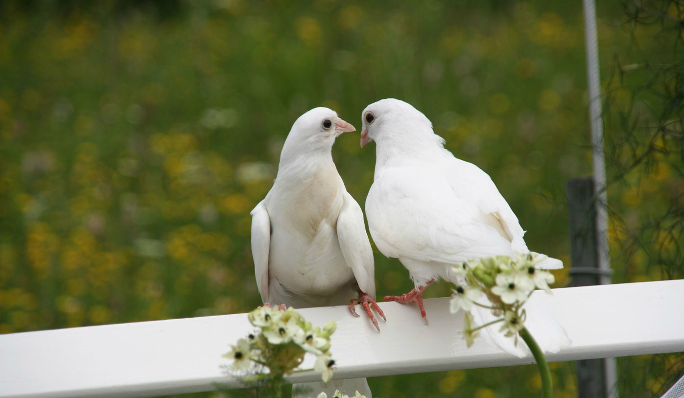 Pigeon Love Wallpaper Free Download Hd Wallpapers - Death Leaves A Heartache Roses - HD Wallpaper 