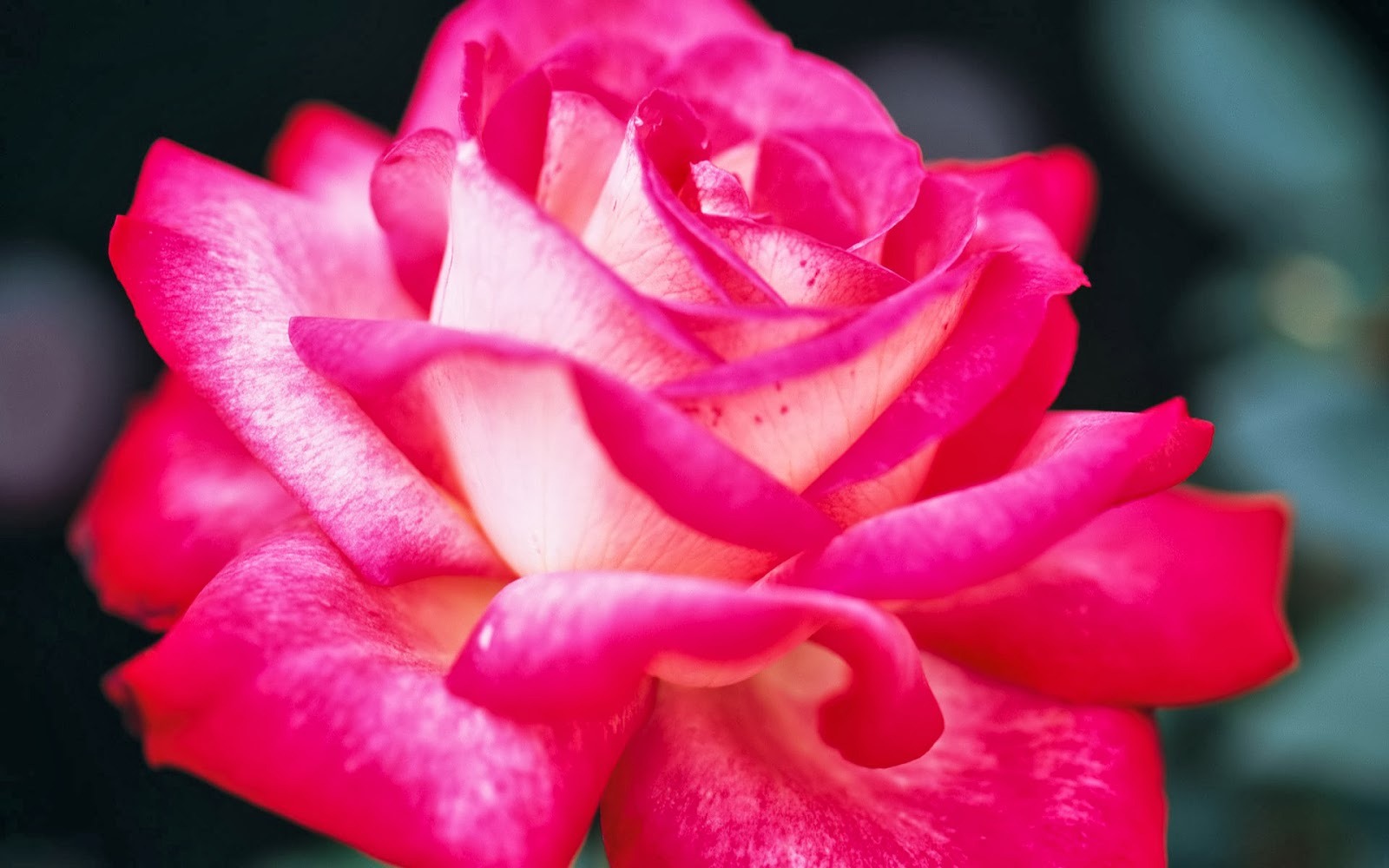 Pink Rose Hd Wallpapers - Pink Rose Images Hd - HD Wallpaper 