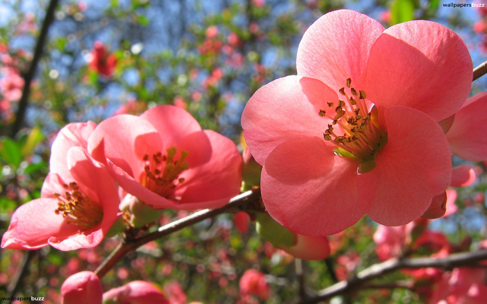 Acupuncture For Allergies El Dorado Community Acupuncture - Spring Flower Desktop Background - HD Wallpaper 