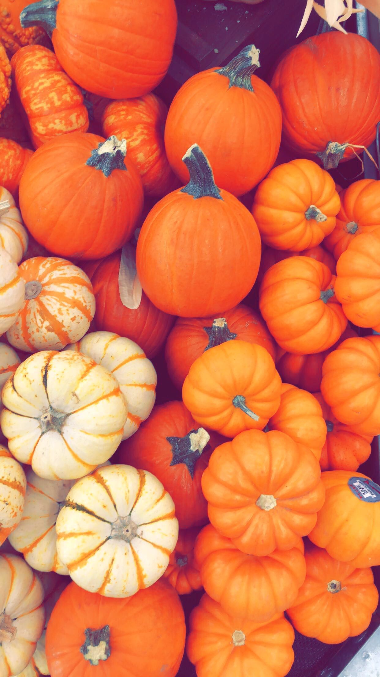 Fall Iphone Background Pumpkin - HD Wallpaper 