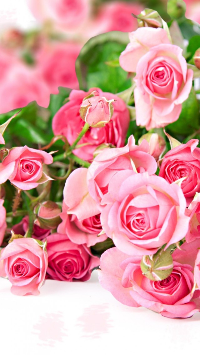 Pink Rose Flower - Flower Wallpapers For Mobile - 640x1136 Wallpaper - Pink Rose Flower - Flower Wallpapers For Mobile - 640x1136 Wallpaper -