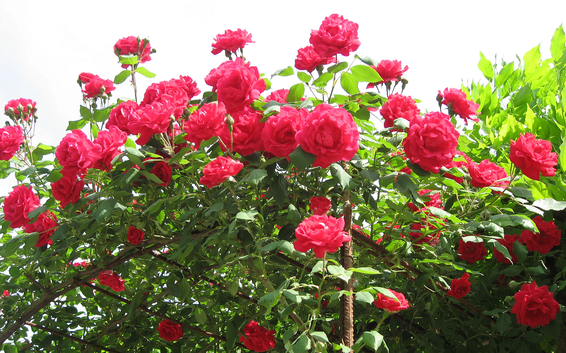 Red Roses Wallpaper Wide - Flowers Are Used For Expressing Emotions - HD Wallpaper 