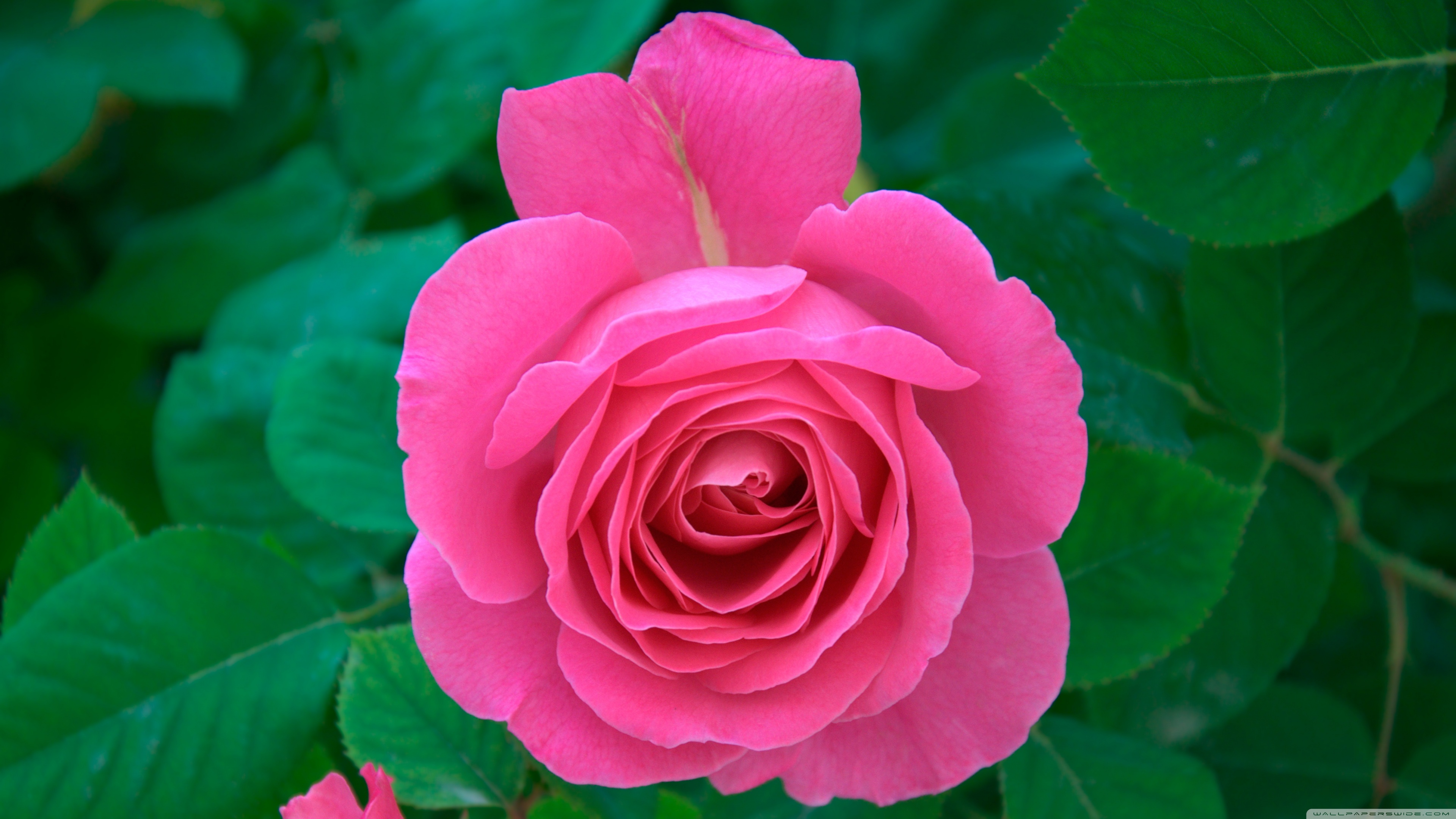 Pink Rose Hd Desktop Wallpaper Widescreen High Definition - Natural Rose Images Hd - HD Wallpaper 